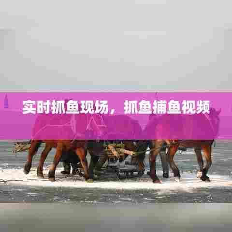 实时抓鱼现场,抓鱼捕鱼视频
