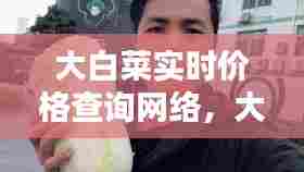大白菜实时价格查询网络,大白菜的最新价格走势