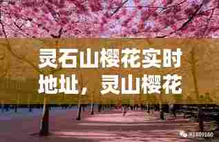 灵石山樱花实时地址,灵山樱花山庄