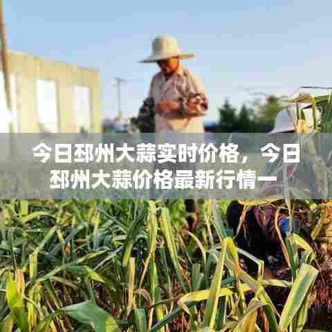 今日邳州大蒜实时价格,今日邳州大蒜价格最新行情一