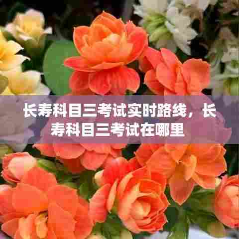 长寿科目三考试实时路线,长寿科目三考试在哪里