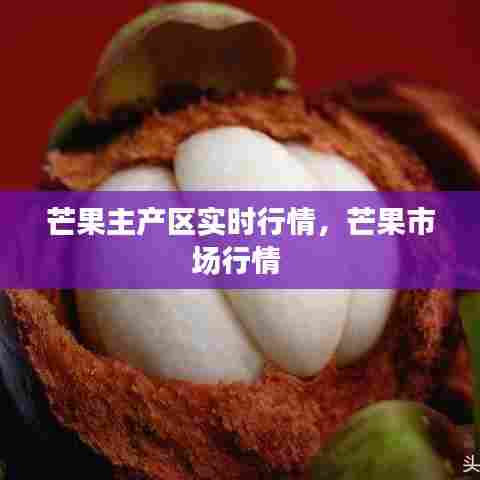 芒果主产区实时行情，芒果市场行情 