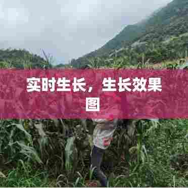 实时生长，生长效果图 