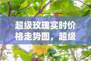 超级玫瑰实时价格走势图,超级玫瑰香葡萄