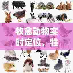 牧禽动物实时定位,牲畜定位