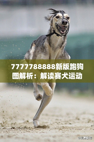 7777788888新版跑狗图解析:解读赛犬运动的最新趋势