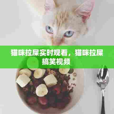 猫咪拉屎实时观看,猫咪拉屎搞笑视频