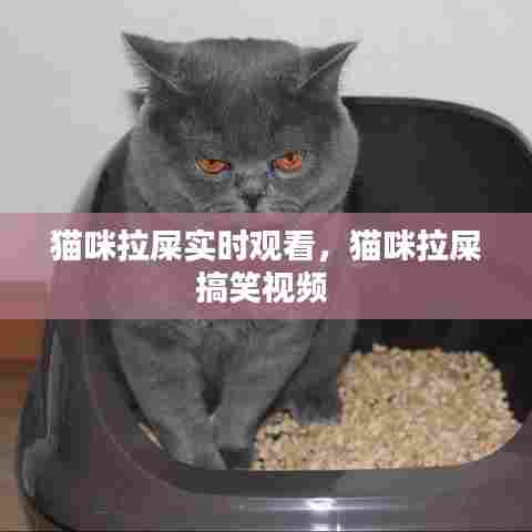 猫咪拉屎实时观看,猫咪拉屎搞笑视频