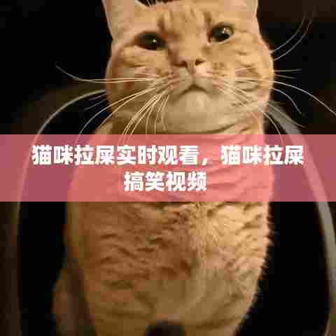 猫咪拉屎实时观看,猫咪拉屎搞笑视频