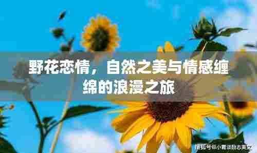 野花恋情,自然之美与情感缠绵的浪漫之旅