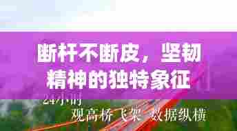断杆不断皮，坚韧精神的独特象征