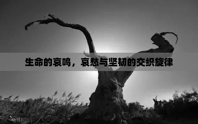 生命的哀鸣，哀愁与坚韧的交织旋律