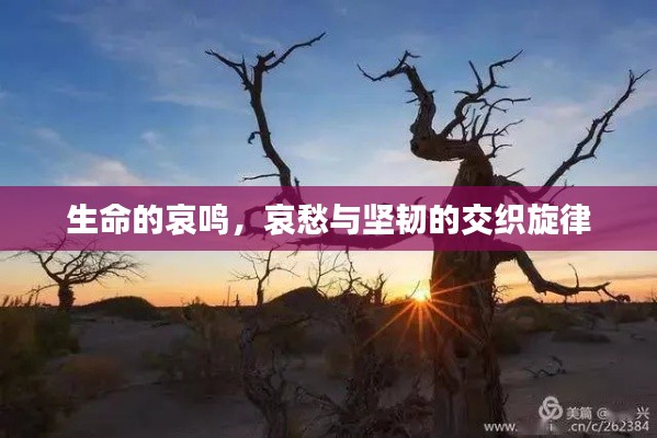 生命的哀鸣,哀愁与坚韧的交织旋律