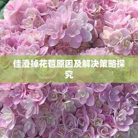 佳澄掉花苞原因及解决策略探究