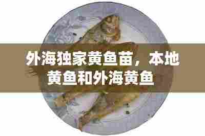 外海独家黄鱼苗，本地黄鱼和外海黄鱼 
