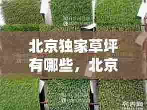 北京独家草坪有哪些，北京草坪品种 