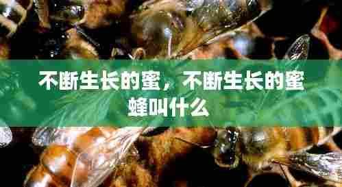 不断生长的蜜，不断生长的蜜蜂叫什么 