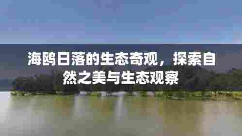 海鸥日落的生态奇观，探索自然之美与生态观察