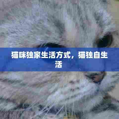 猫咪独家生活方式，猫独自生活 