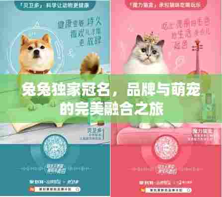 兔兔独家冠名,品牌与萌宠的完美融合之旅