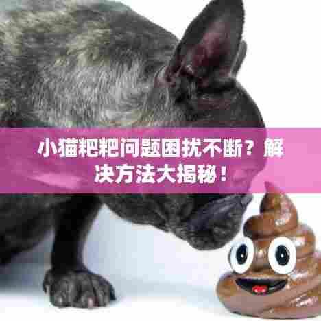 小猫粑粑问题困扰不断？解决方法大揭秘！