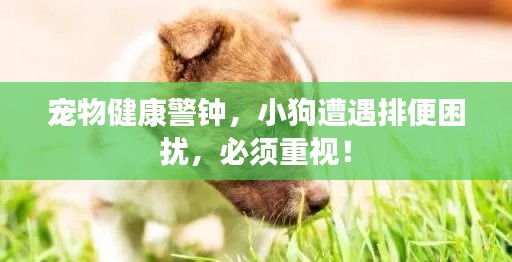 宠物健康警钟,小狗遭遇排便困扰,必须重视!