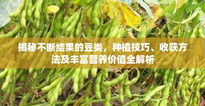揭秘不断结果的豆类，种植技巧、收获方法及丰富营养价值全解析