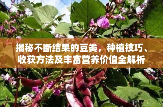 揭秘不断结果的豆类,种植技巧、收获方法及丰富营养价值全解析