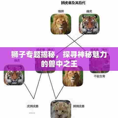 狮子专题揭秘,探寻神秘魅力的兽中之王