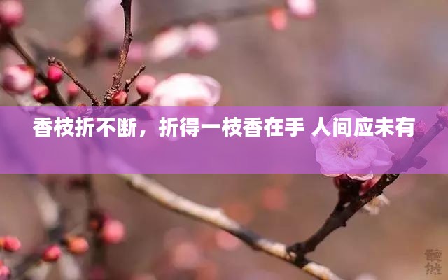 香枝折不断，折得一枝香在手 人间应未有 