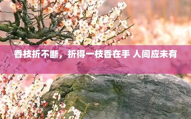 香枝折不断,折得一枝香在手 人间应未有
