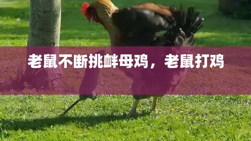 老鼠不断挑衅母鸡，老鼠打鸡 