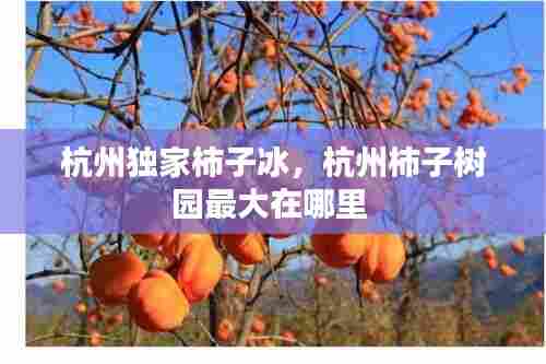 杭州独家柿子冰，杭州柿子树园最大在哪里 