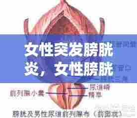 女性突发膀胱炎，女性膀胱炎会引起什么并发症 