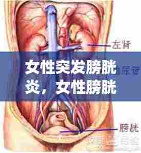 女性突发膀胱炎,女性膀胱炎会引起什么并发症