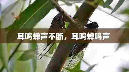 耳鸣蝉声不断，耳鸣蝉鸣声 
