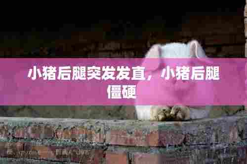 小猪后腿突发发直，小猪后腿僵硬 