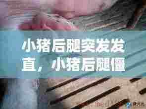 小猪后腿突发发直,小猪后腿僵硬