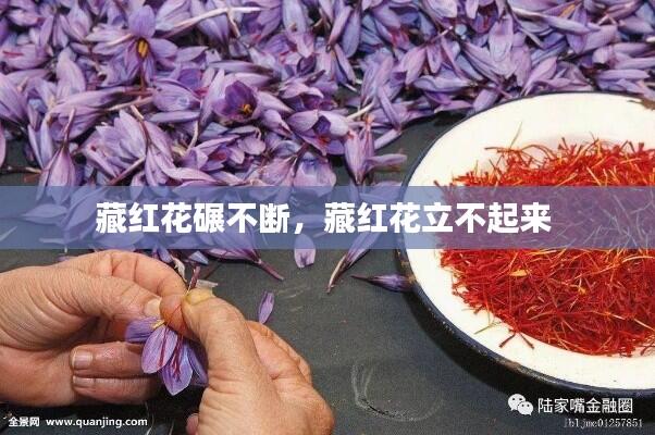 藏红花碾不断，藏红花立不起来 