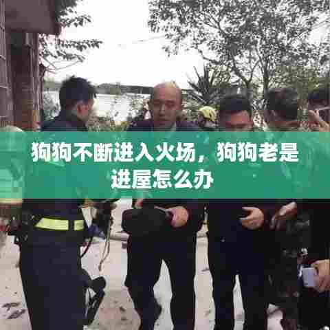 狗狗不断进入火场，狗狗老是进屋怎么办 