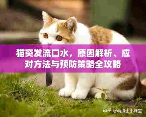 猫突发流口水，原因解析、应对方法与预防策略全攻略
