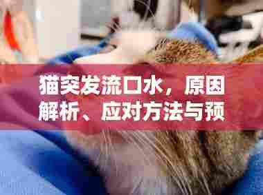 猫突发流口水,原因解析、应对方法与预防策略全攻略