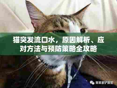 猫突发流口水,原因解析、应对方法与预防策略全攻略