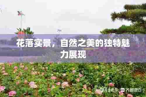 花落实景，自然之美的独特魅力展现