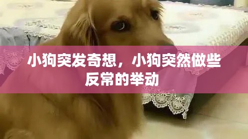 小狗突发奇想，小狗突然做些反常的举动 