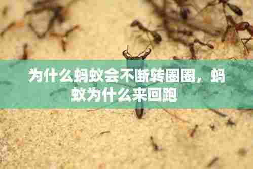 为什么蚂蚁会不断转圈圈，蚂蚁为什么来回跑 
