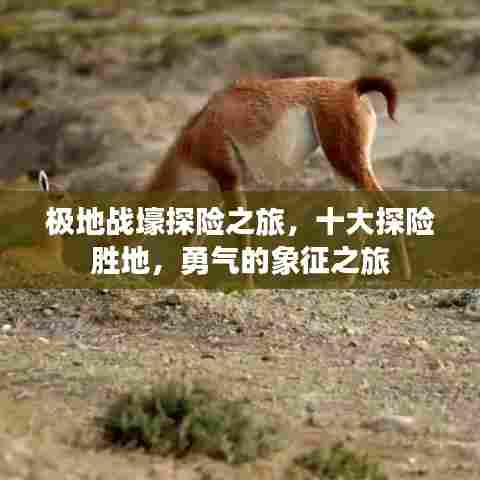 尽心竭力 第8页