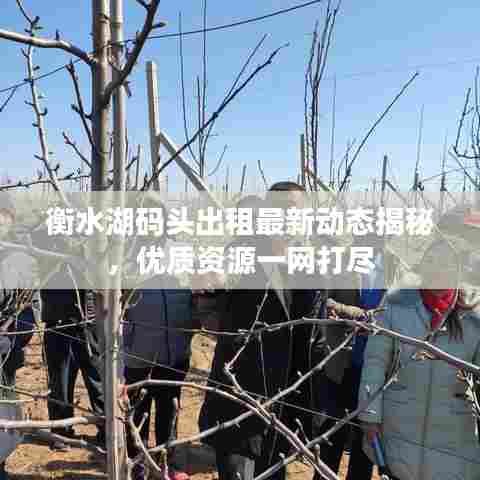 衡水湖码头出租最新动态揭秘,优质资源一网打尽