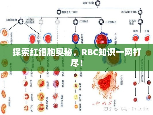 探索红细胞奥秘，RBC知识一网打尽！