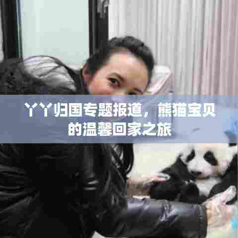 丫丫归国专题报道,熊猫宝贝的温馨回家之旅